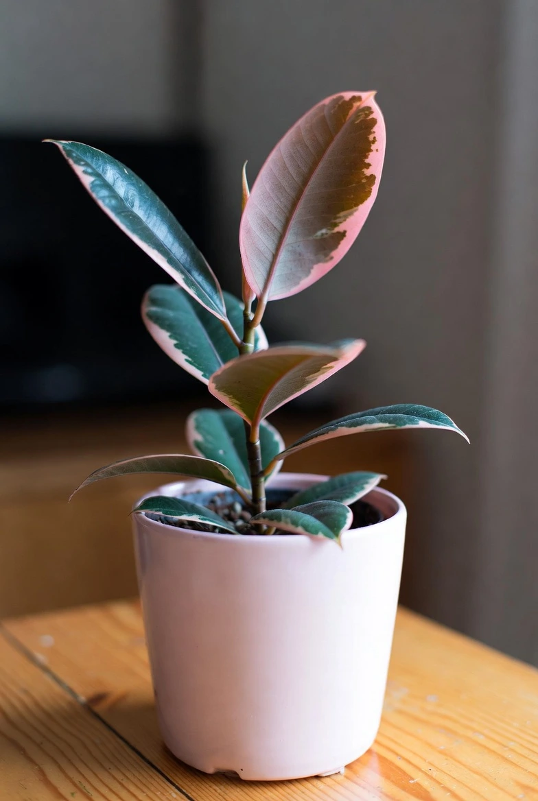 Pink Rubber Plant