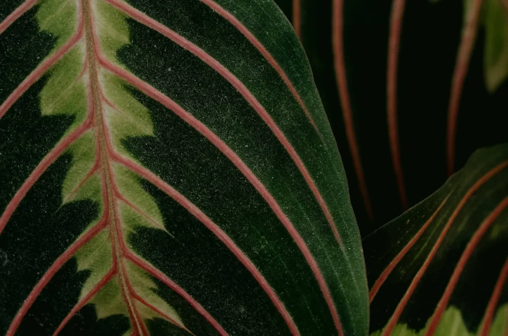Prayer Plant