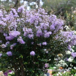 Purple Velvet Crape Myrtle