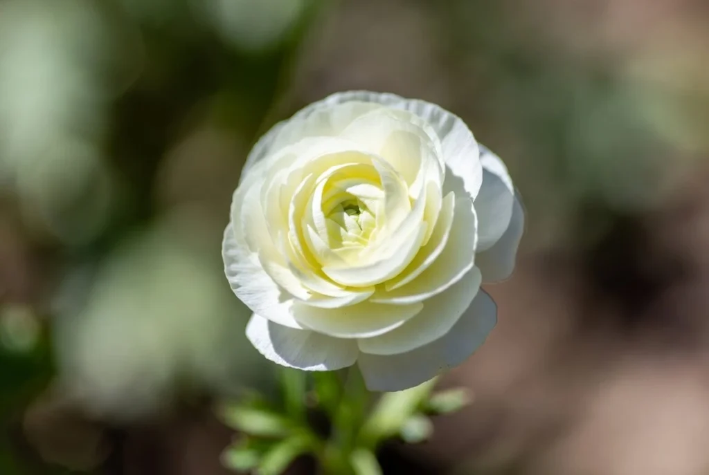 Ranunculus