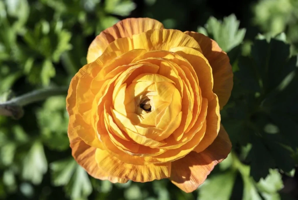 Ranunculus Beautifull Yellow Flowes