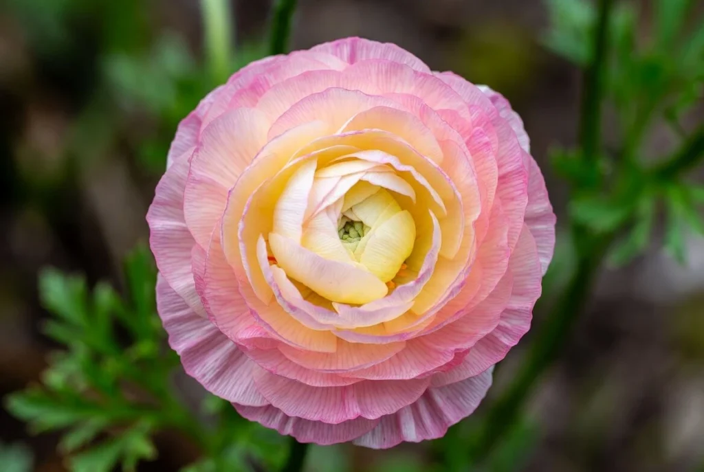 Ranunculus White and Pink Beauty