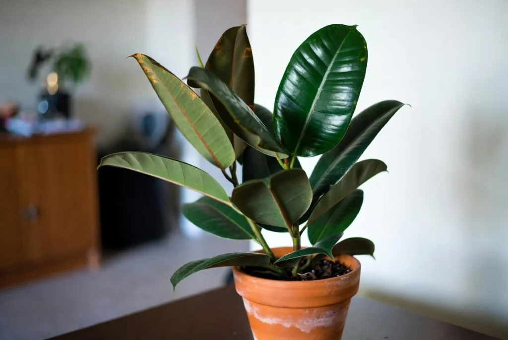 Rubber Plant