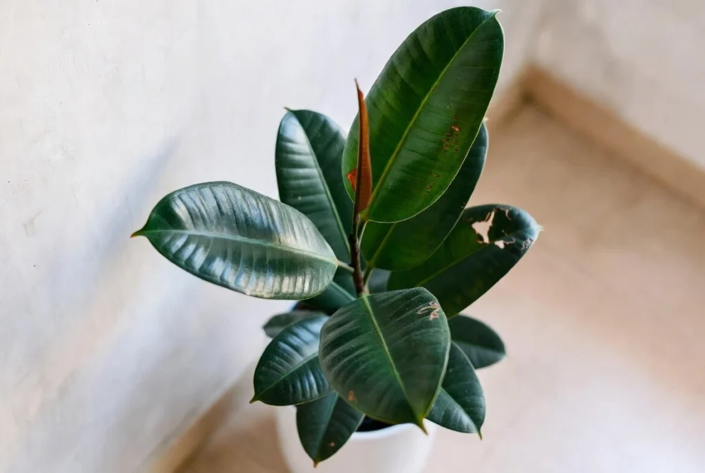Rubber Plant