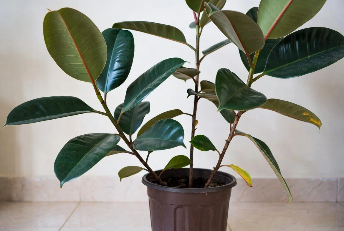 Rubber Tree Plant