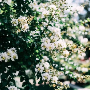 Sarah’s Favorite Crepe Myrtle – Charming Blooms for Your Garden