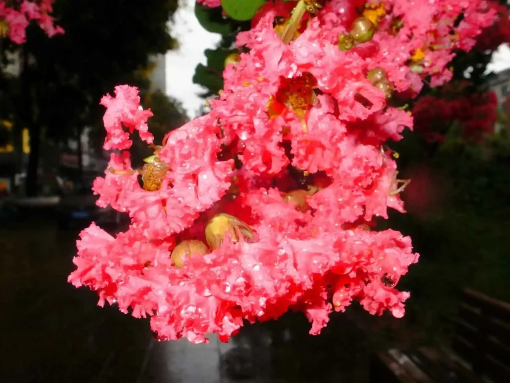 Seasonal Crepe Myrtle Care