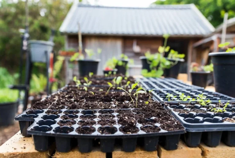 Seed Starting Trays