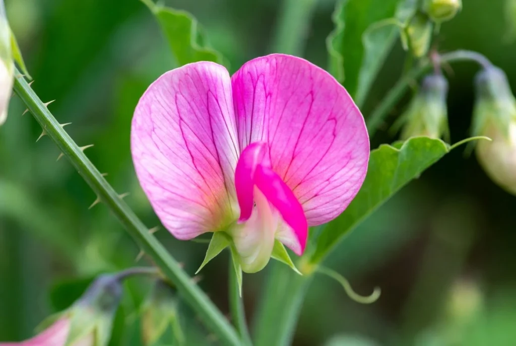 Sweet Pea