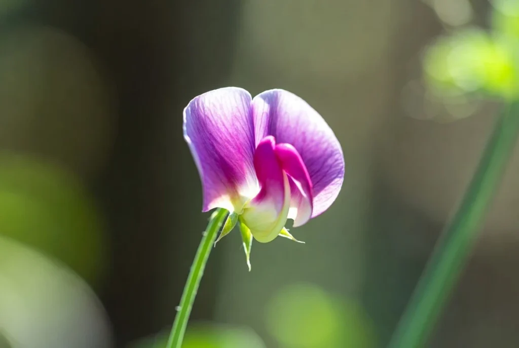 Sweet Pea