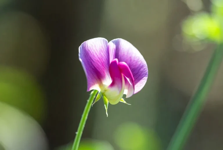 Sweet Pea