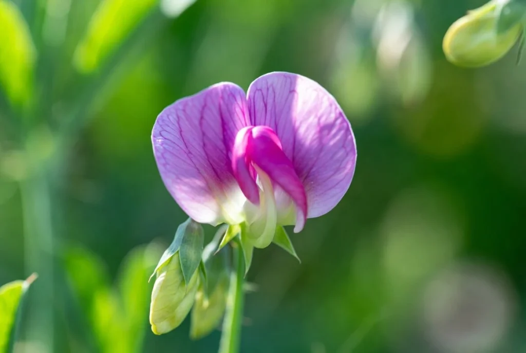 Sweet Pea Flower