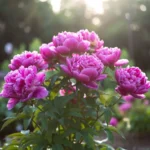 Tree Peonies (Paeonia suffruticosa)