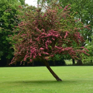 Tuscarora Crape Myrtle
