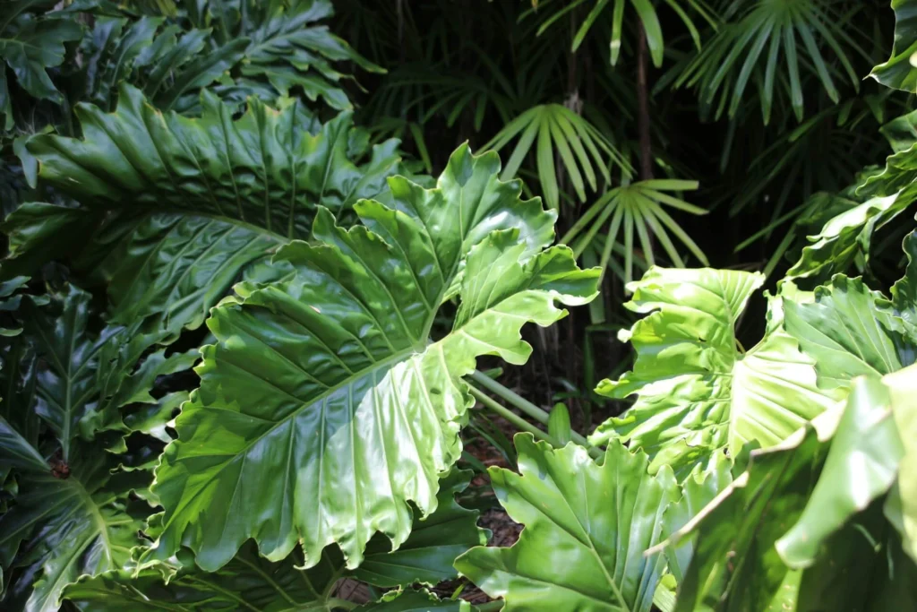 Alocasia Ivory Coast