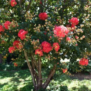 Victor Crape Myrtle