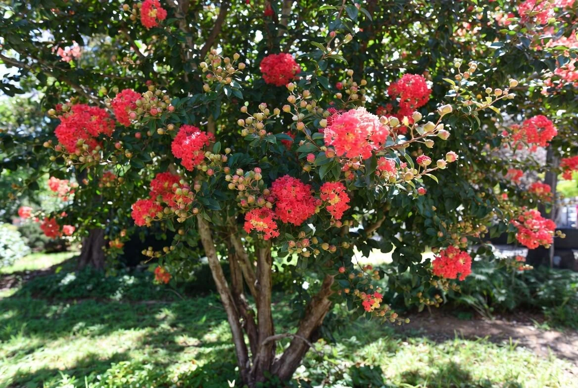 Victor Crape Myrtle