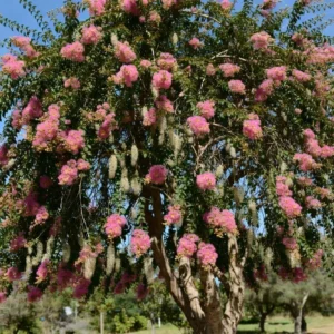 Weeping Crepe Myrtle