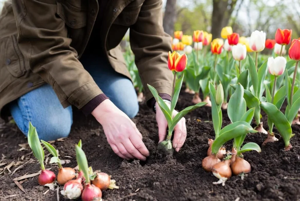 When to Plant Tulip Bulbs