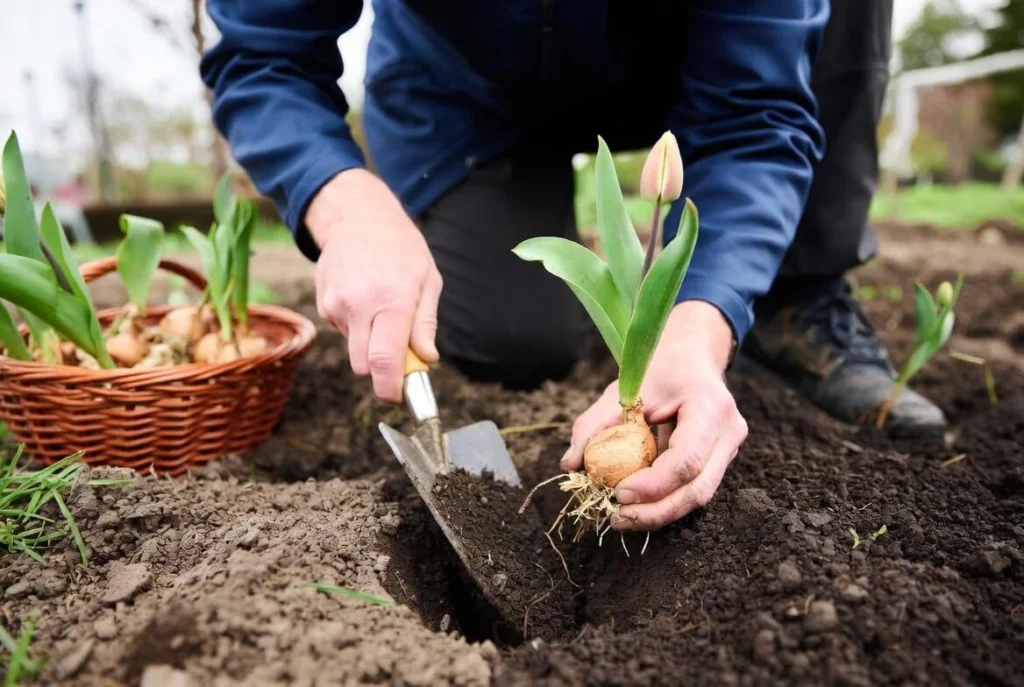 When to Planting of Tulip Bulbs