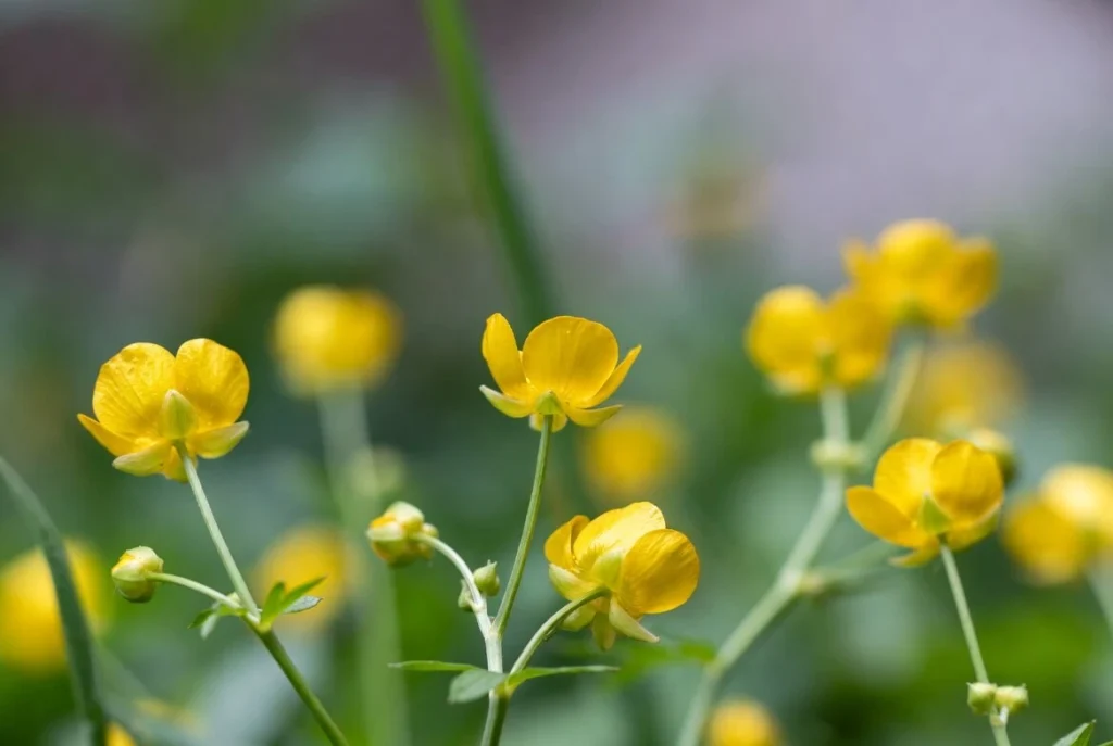 Yellow Buttercup Flower