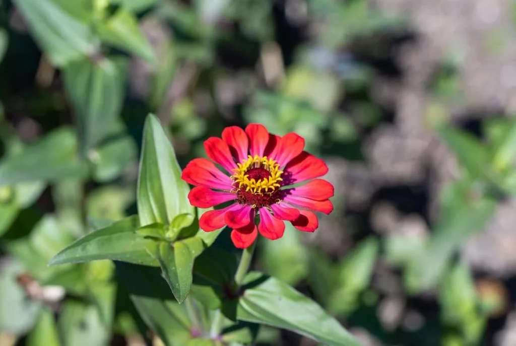 Zinnia Flower Beauty of Every Garden