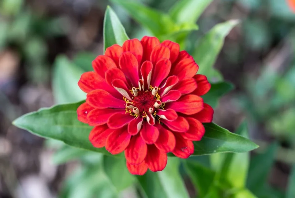 Zinnia Flower the Bloom Beauty