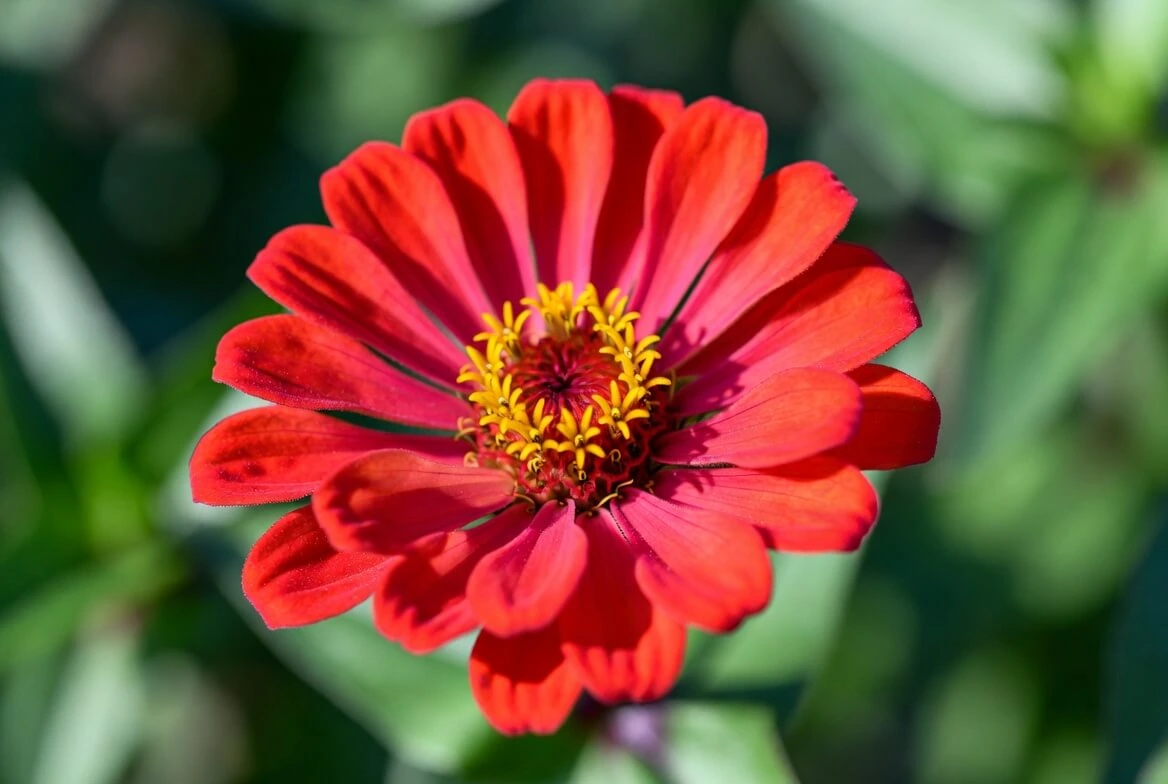 Zinnia Flower