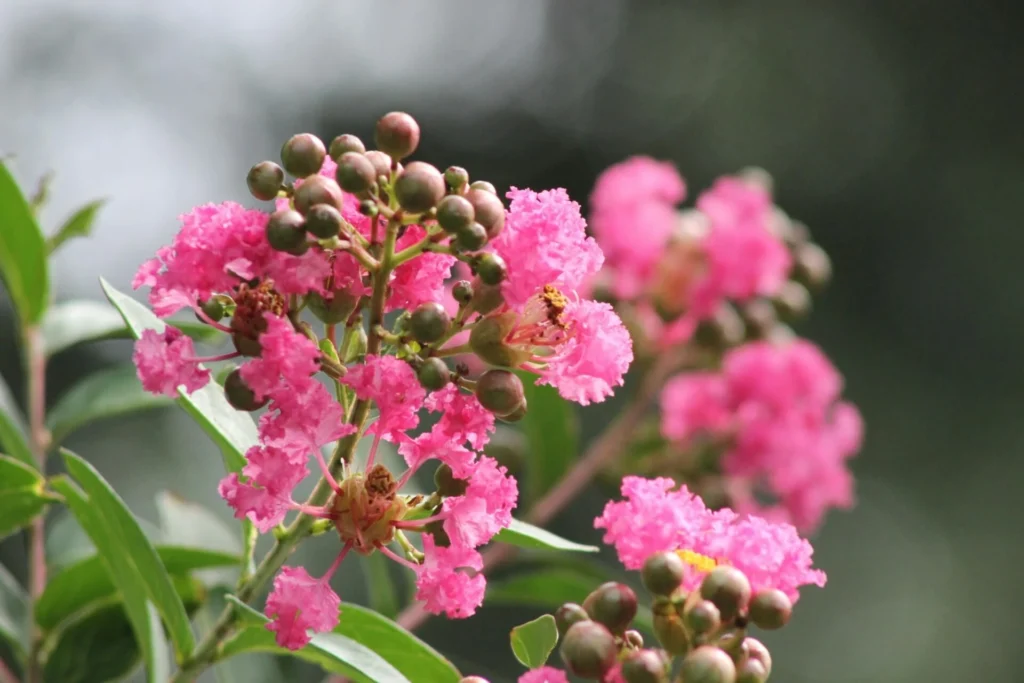 Zoned Garden - Crepe myrtle or crape myrtle - Zoned Garden