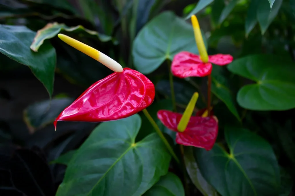 anthurium hookeri USA