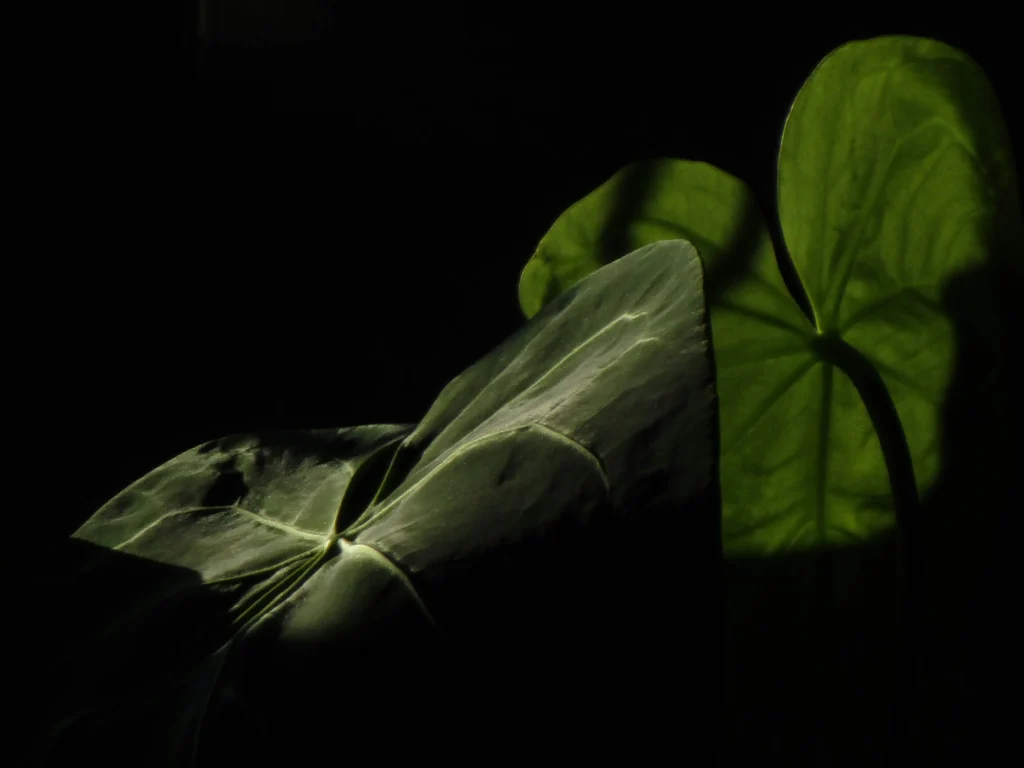 anthurium superbum