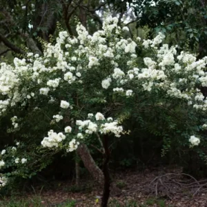 Apalachee Crape Myrtle – Elegant White Crepe Myrtle Tree