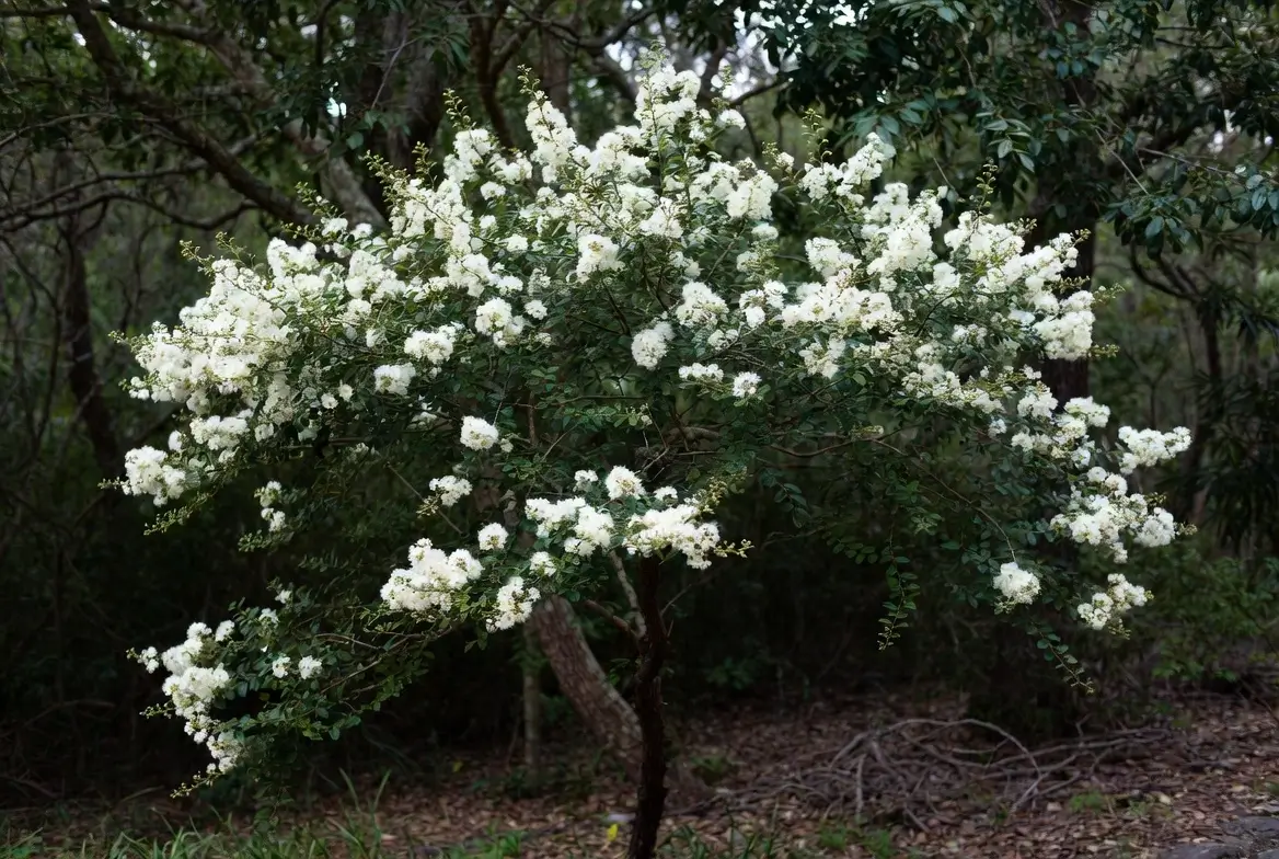 Apalachee Crape Myrtle – Elegant White Crepe Myrtle Tree