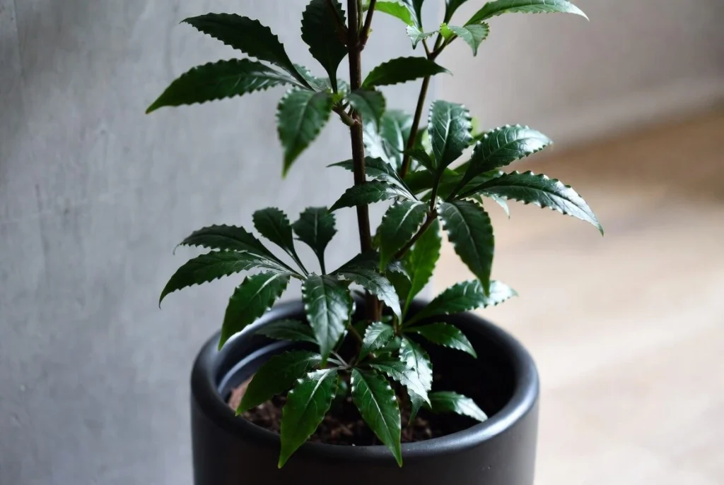 Aralia Fabian Plant