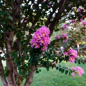 Arapahoe Crepe Myrtle – Hardy, Disease-Resistant Flowering Tree