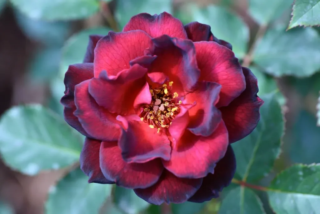 Belle Center peony