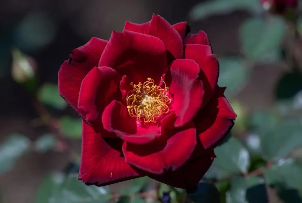Bordeaux peony