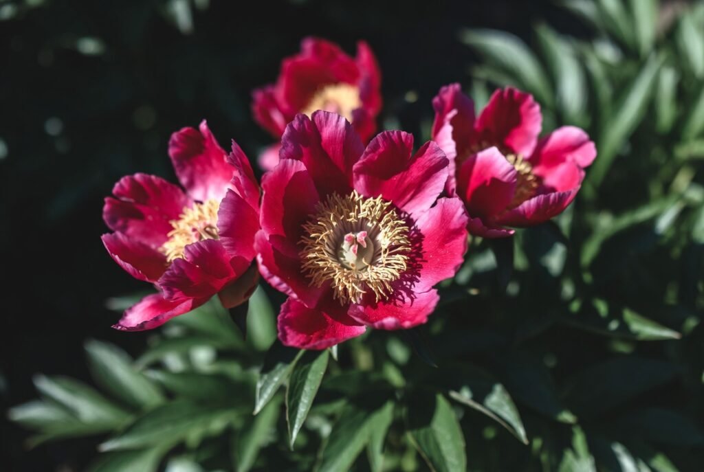 Buckeye Belle Peony