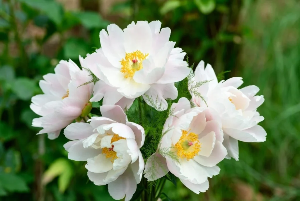 Bush Peonies