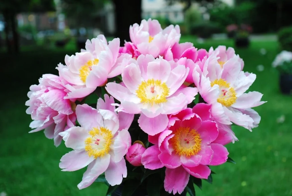 Bush Peonies Pink