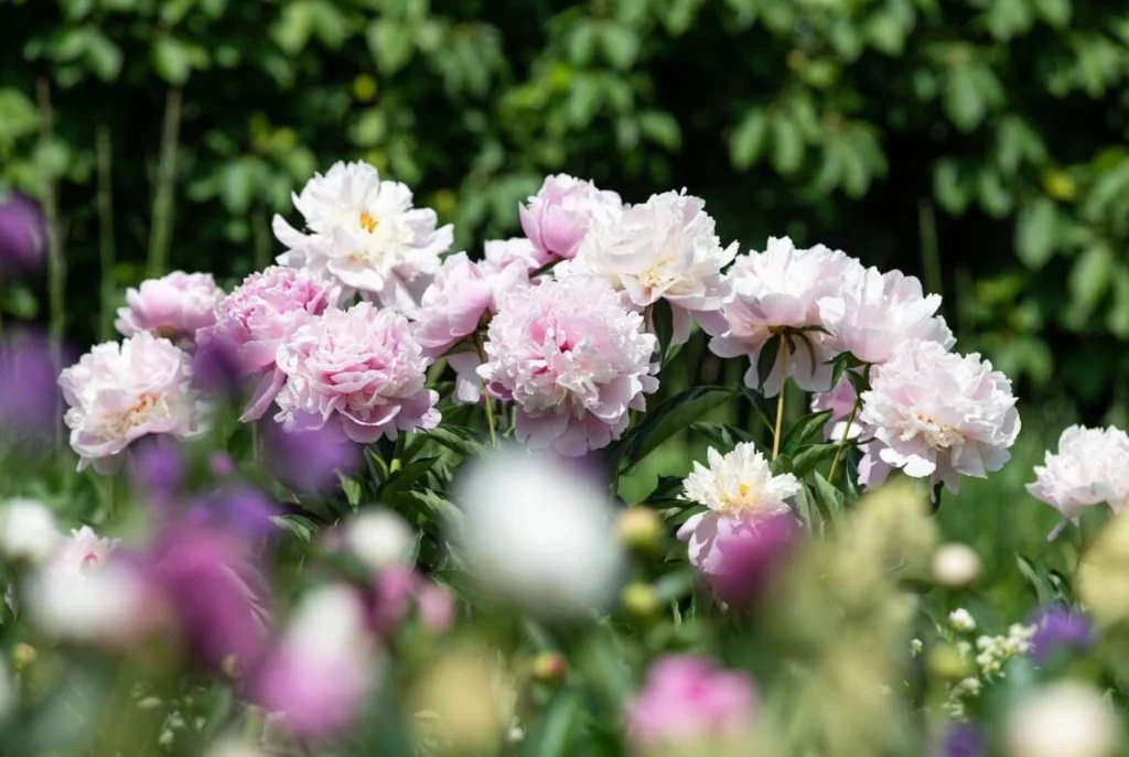 Bush Peonies in the Garden