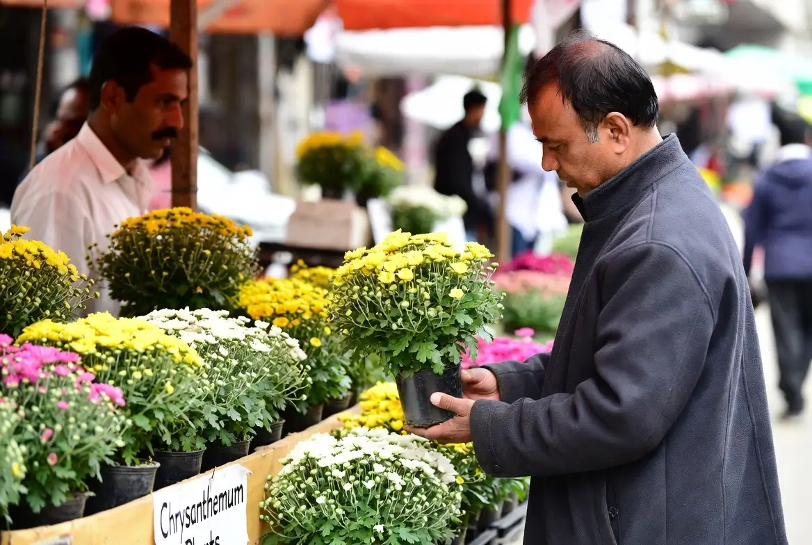 Buy Chrysanthemum Plants
