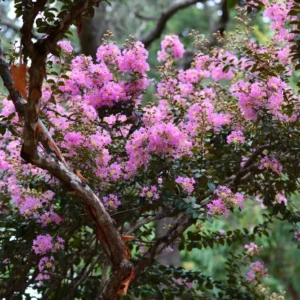Chickasaw Crape Myrtle – Elegant Pink Crepe Myrtle Tree