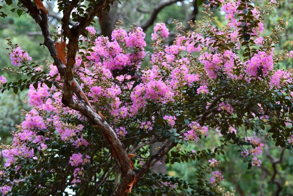 Chickasaw Crape Myrtle – Elegant Pink Crepe Myrtle Tree