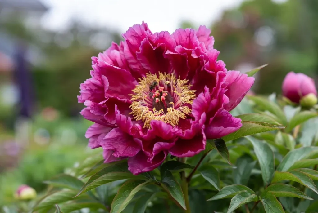 Chinese Dragon peony
