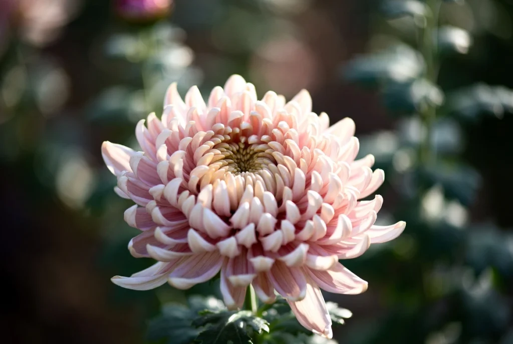 Chrysanthemum Pink Beauty