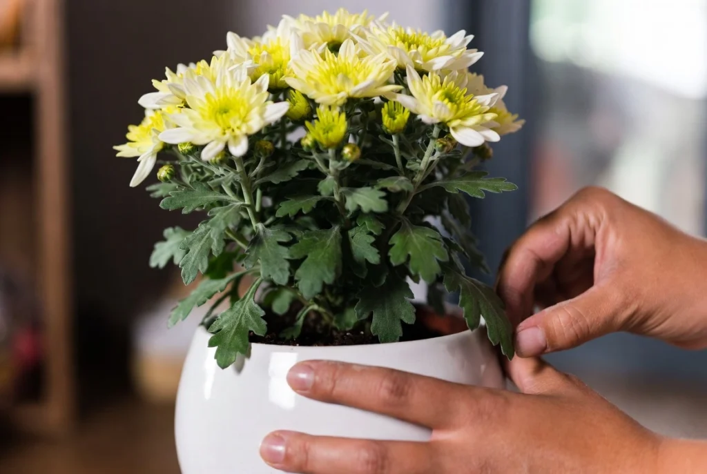 Chrysanthemum Plant Care