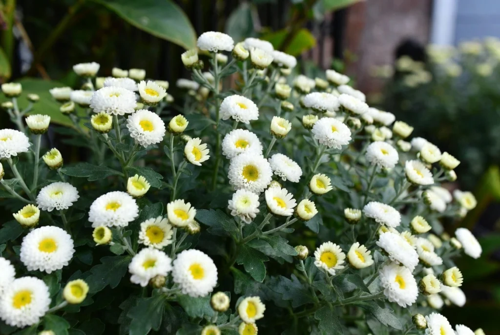 Chrysanthemum Plant Cares