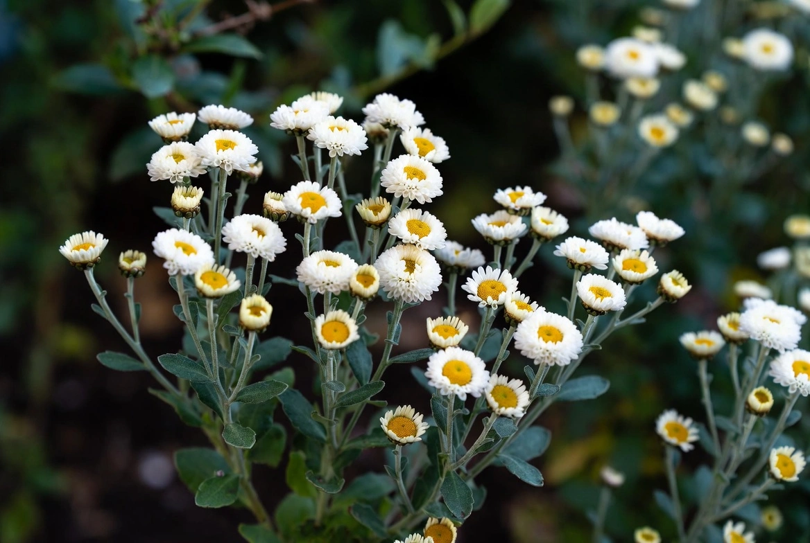 Chrysanthemum Plant
