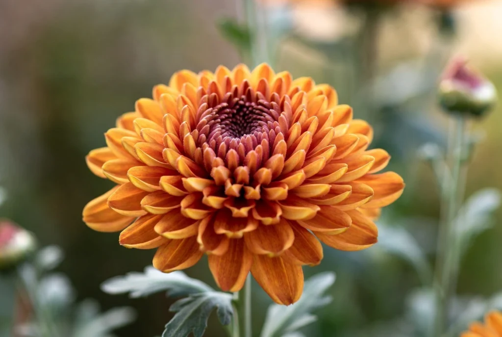 Chrysanthemum in garden